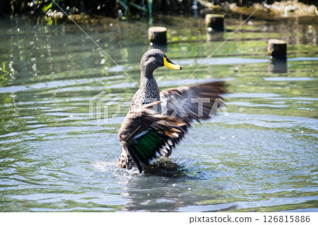 倫敦濕地中心的池塘里，一隻鴨子拍打著翅膀，嬉戲著水花。 126815886