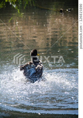 A duck flapping its wings and splashing wildly on the surface of a pond at the London Wetlands Centre A duck flapping its wings and splashing wildly on the surface of a pond at the London Wetlands Centre 126815890