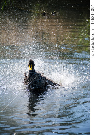 A duck flapping its wings and splashing wildly on the surface of a pond at the London Wetlands Centre 126815894
