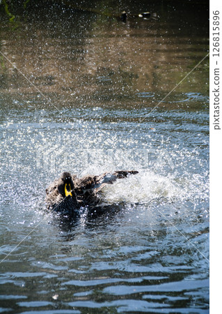 A duck flapping its wings and splashing wildly on the surface of a pond at the London Wetlands Centre 126815896
