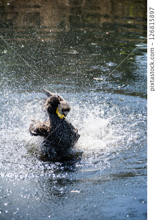A duck flapping its wings and splashing wildly on the surface of a pond at the London Wetlands Centre 126815897