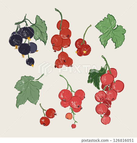 Vector fruit doodle illustration of juicy currant and leaves. Hand-drawn garden harvest sketch. Organic farm graphics. Tasty food for design, veggie market drawing print, fabric or background. 126816051