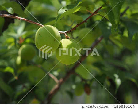 Young plum fruit Young plum fruit 126816104