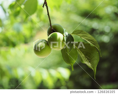 Young plum fruit Young plum fruit 126816105