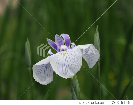White irises White irises 126816106
