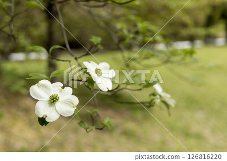 春天鮮花、山茱萸盛開的風景 春天鮮花、山茱萸盛開的風景 126816220