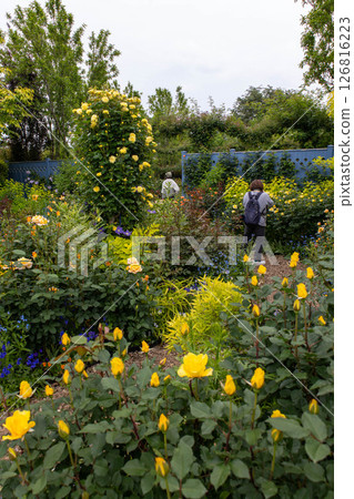 Nakanojo Gardens Rose Garden Area 126816223