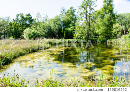 A pond surrounded by greenery and covered with moss-like aquatic plants at the London Wetlands Centre A pond surrounded by greenery and covered with moss-like aquatic plants at the London Wetlands Centre 126816232