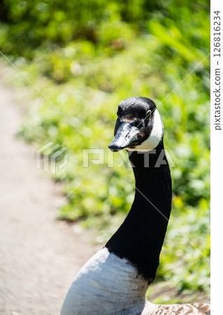 A goose stands with its neck stretched out amidst bright sunlight and greenery at the London Wetlands Centre. 126816234