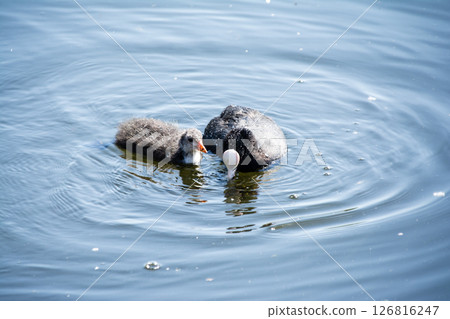 A mother and her ducklings gracefully move across the surface of a pond under bright sunlight at the London Wetlands Centre 126816247