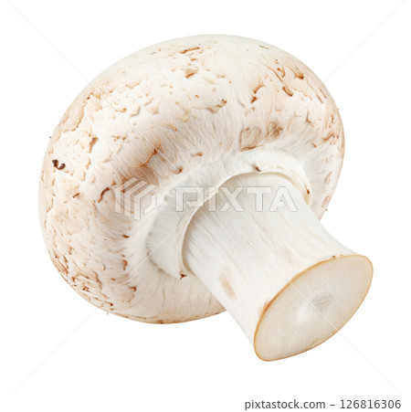 Fresh White Button Mushroom 126816306