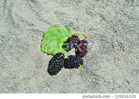 Black ripe mulberry fruit (spring, May) 126816329