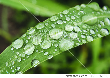 Close-Up of Green Grass with Dew Drops in Macro 126816399