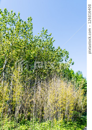 Fresh green trees in early summer under a clear blue sky at the Wetlands Centre in London 126816408