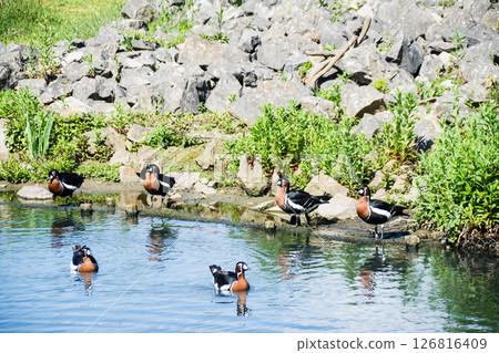 Colorful ducks gather and relax by the water at the London Wetlands Centre 126816409