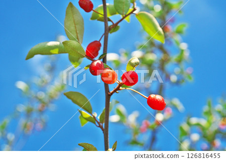 Red nut berries (spring, May) Red nut berries (spring, May) 126816455