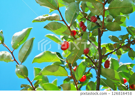 Red nut berries (spring, May) 126816458