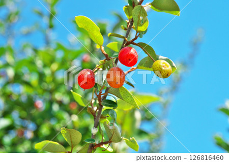 紅堅果莓(春季,五月) 紅堅果莓(春季,五月) 126816460