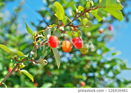Red nut berries (spring, May) 126816461