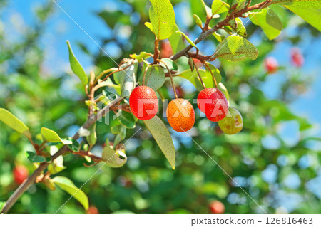 Red nut berries (spring, May) 126816463