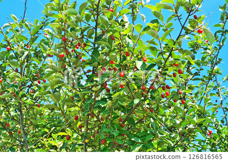 Underside of a summer thrush leaf (spring, May) 126816565