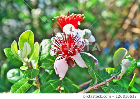 Red and white feijoa flowers (spring, May) 126816632