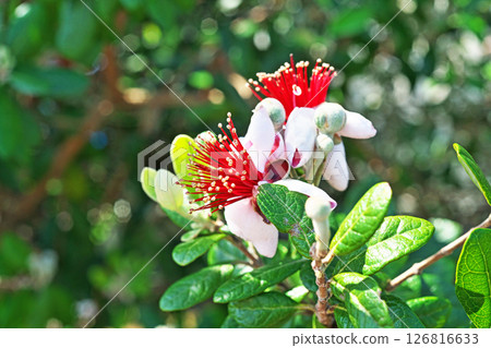 Red and white feijoa flowers (spring, May) Red and white feijoa flowers (spring, May) 126816633