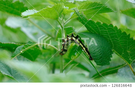 The larvae of a moth called Fukurasuzume, which eats ramie leaves The larvae of a moth called Fukurasuzume, which eats ramie leaves 126816648