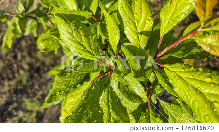 Branches of young plum with green leaves. Summer garden plot fruit trees. 126816670