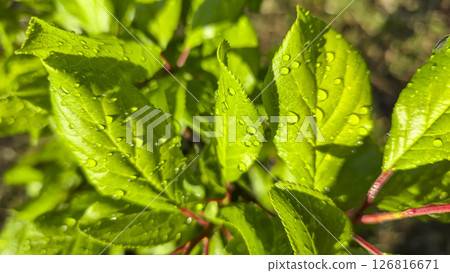 Branches of young plum with green leaves. Summer garden plot fruit trees. 126816671