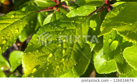Branches of young plum with green leaves. Summer garden plot fruit trees. Branches of young plum with green leaves. Summer garden plot fruit trees. 126816674