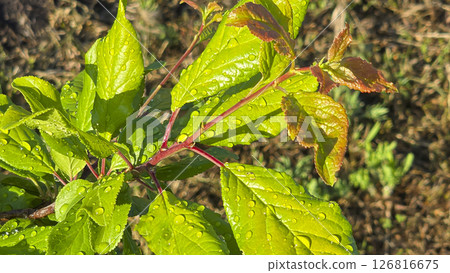 Branches of young plum with green leaves. Summer garden plot fruit trees. Branches of young plum with green leaves. Summer garden plot fruit trees. 126816675
