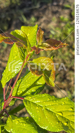 Branches of young plum with green leaves. Summer garden plot fruit trees. Branches of young plum with green leaves. Summer garden plot fruit trees. 126816676