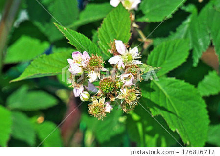 Green blackberry fruits (spring, May) 126816712