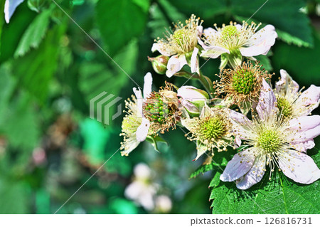 Green blackberry fruits (spring, May) Green blackberry fruits (spring, May) 126816731