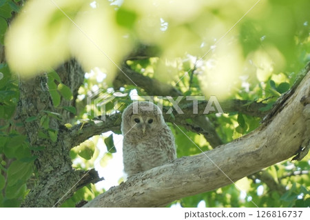 A young Ezo owl resting on a tree 126816737