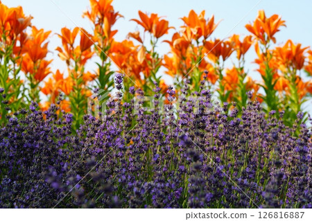 Lavender and Siberian lilies Lavender and Siberian lilies 126816887
