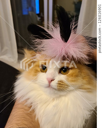 Scottish fold with feathers on its head 126816901