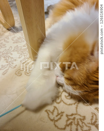 Scottish Fold purring while playing with a cat toy Scottish Fold purring while playing with a cat toy 126816904