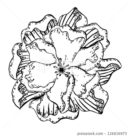 Big beautiful black and white flower 126816973