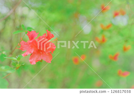 Mountain azaleas and fresh greenery blooming in the mountains 126817038