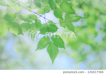 A soothing view of the forest 126817366