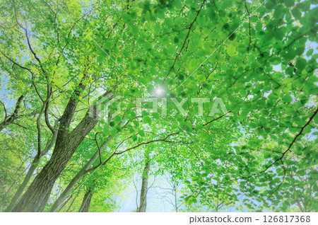 令人心曠神怡的森林景色 126817368