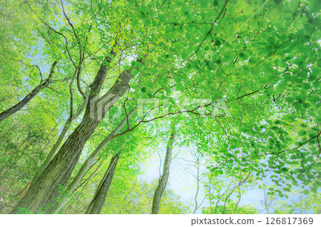 令人心曠神怡的森林景色 126817369