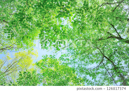 A soothing view of the forest A soothing view of the forest 126817374