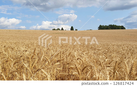 Field of wheat in sunny summer weather. Much ripening wheat ears. Sky horizon. 126817424
