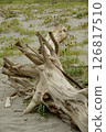 Driftwood 126817510