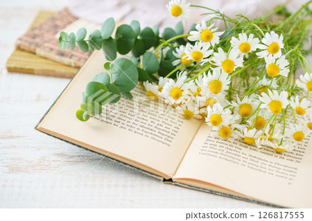 洋甘菊和尤加利樹放在書的頂部 洋甘菊和尤加利樹放在書的頂部 126817555