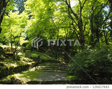 高源寺及其鬱鬱蔥蔥的楓樹 高源寺及其鬱鬱蔥蔥的楓樹 126817683