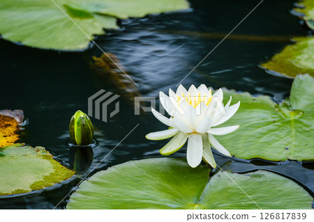 公園裡的初夏景色 126817839